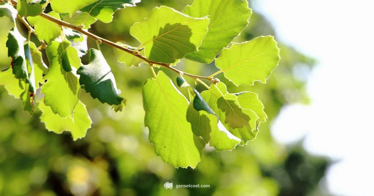 Curvy Font Generator - Genset Cost