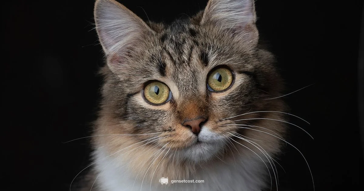 Cat Name Generator - Genset Cost